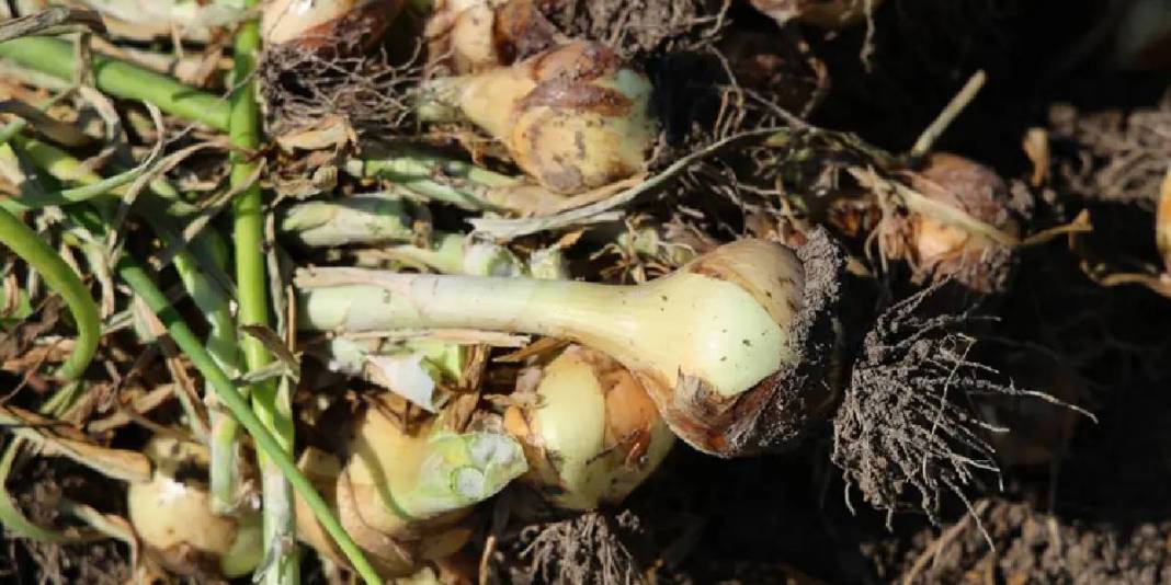 İklim değişikliği hasadı 2 hafta geciktirdi: Kilosunun en az 15 TL olması bekleniyor 4